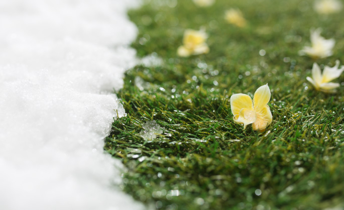 雪をかぶった草と花