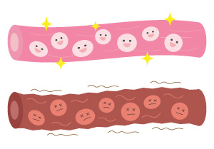 健康な血管と老いた血管