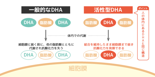 一般的なDHAと活性型DHA