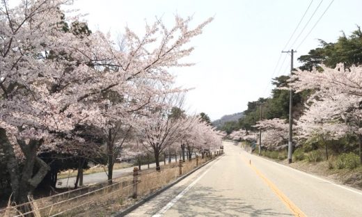 桜の道