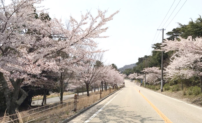 桜の道