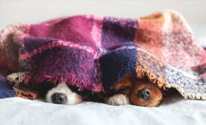 ベッドで寝る２匹の犬