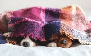 ベッドで寝る2匹の犬