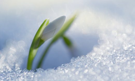 雪の中から芽吹く花のつぼみ